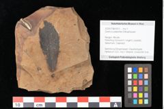 Foto (Objekt + Etikett) von Quercus mediterranea, Unger (NHMW-GEO-2024-0188-0912)